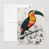Toucan Ramphastos Illustratie  Art Print Briefkaart (Voorkant / Achterkant)