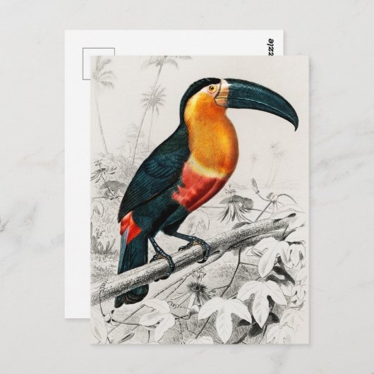 Toucan Ramphastos Illustratie  Art Print Briefkaart (Voorkant / Achterkant)