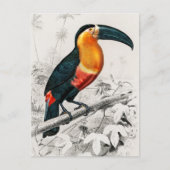 Toucan Ramphastos Illustratie  Art Print Briefkaart (Voorkant)