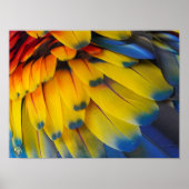 Toucan Rescue Ranch - Scarlet Macaw Poster (Voorkant)