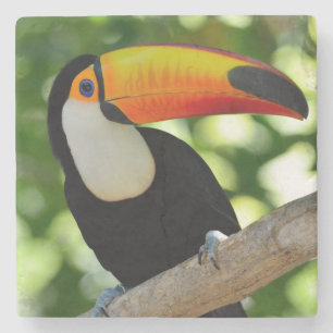 Toucan Stenen Onderzetter