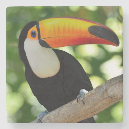 Toucan Stenen Onderzetter (Voorkant)