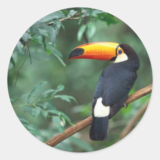 Toucan Sticker (Voorkant)