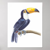 Toucan, tropical bird poster (Voorkant)