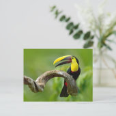 Toucan zittend op de tak in het bos briefkaart (Staand voorkant)