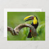Toucan zittend op de tak in het bos briefkaart (Voorkant / Achterkant)