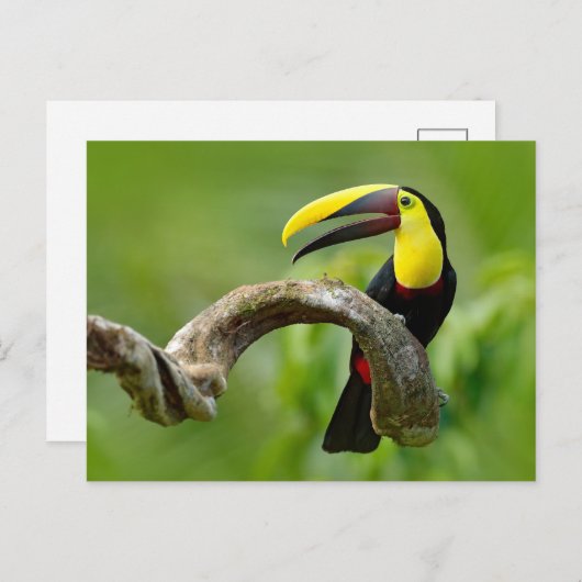 Toucan zittend op de tak in het bos briefkaart (Voorkant / Achterkant)