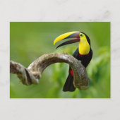 Toucan zittend op de tak in het bos briefkaart (Voorkant)