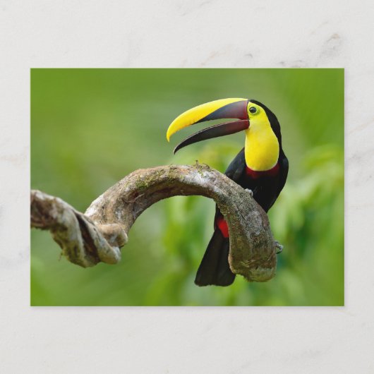 Toucan zittend op de tak in het bos briefkaart (Voorkant)