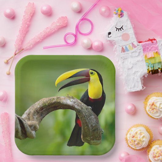Toucan zittend op de tak in het bos papieren bordje (Feest)