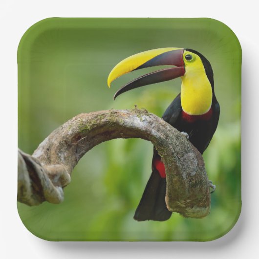 Toucan zittend op de tak in het bos papieren bordje (Voorkant)