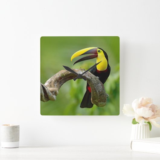 Toucan zittend op de tak in het bos vierkante klok (Huis)