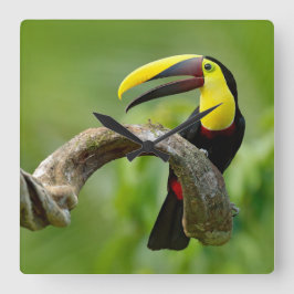 Toucan zittend op de tak in het bos vierkante klok