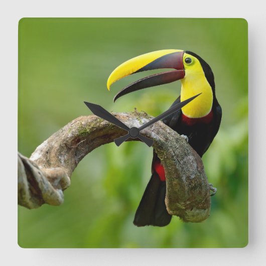 Toucan zittend op de tak in het bos vierkante klok (Voorkant)