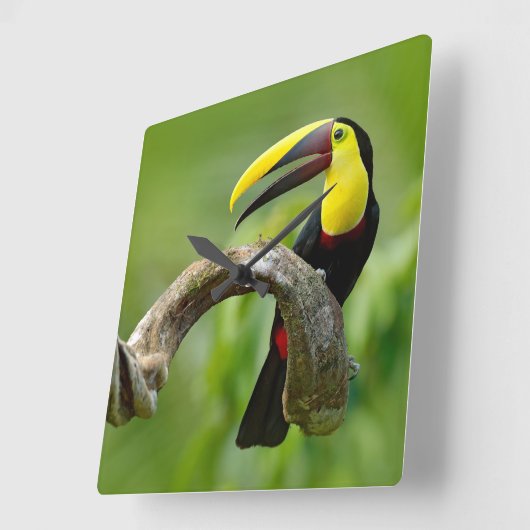 Toucan zittend op de tak in het bos vierkante klok (Hoek)