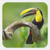 Toucan zittend op de tak in het bos vierkante sticker (Voorkant)