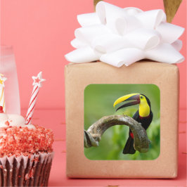 Toucan zittend op de tak in het bos vierkante sticker