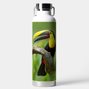 Toucan zittend op de tak in het bos waterfles