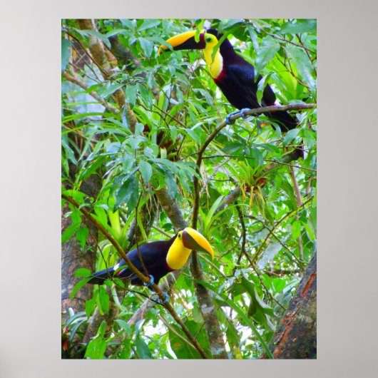 Toucanans Poster (Voorkant)