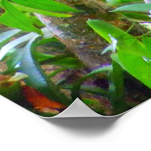 Toucanans Poster (Hoek)