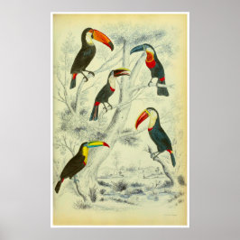 Toucans -  afdrukken poster