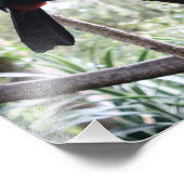 Toucan's Post Foto Afdruk (Hoek)