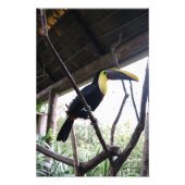Toucan's Post Foto Afdruk (Voorkant)