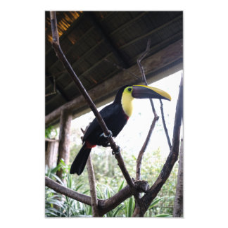 Toucan's Post Foto Afdruk
