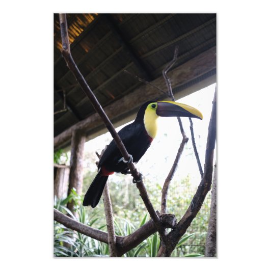Toucan's Post Foto Afdruk (Voorkant)