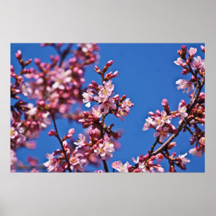 Touch Blue Japans Cherry Blossom Poster