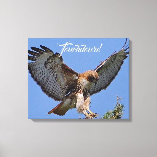 Touchdown Red Tailed HawK Canvas Afdruk (Voorkant)