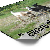 Tough Nigerian Dwarf Goats Poster (Hoek)