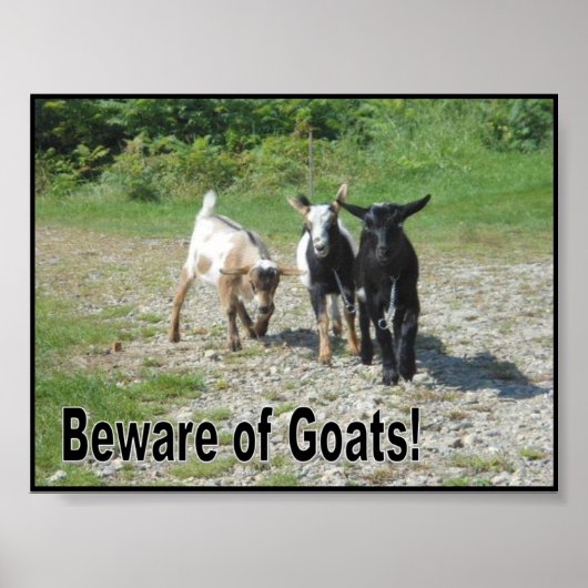Tough Nigerian Dwarf Goats Poster (Voorkant)