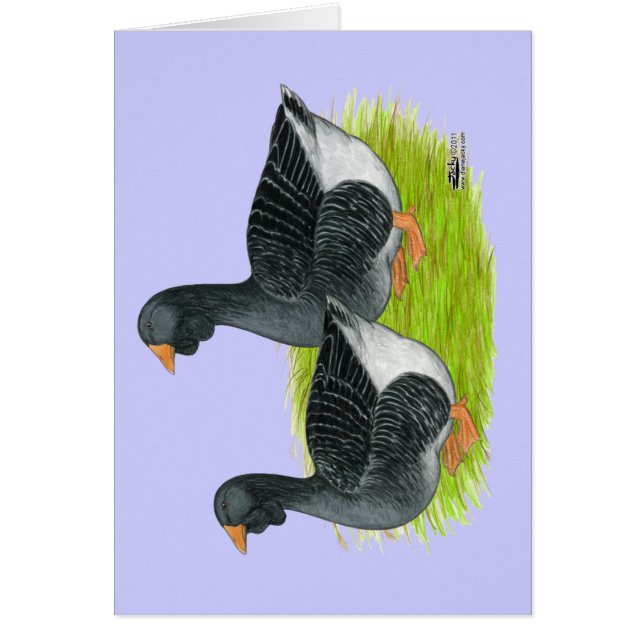 Toulouse Dewlap Geese (Voorkant)