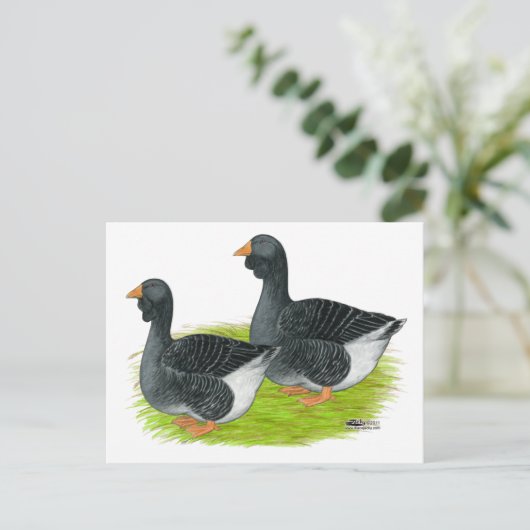 Toulouse Dewlap Geese Briefkaart (Staand voorkant)