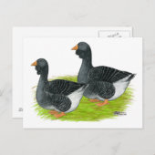 Toulouse Dewlap Geese Briefkaart (Voorkant / Achterkant)
