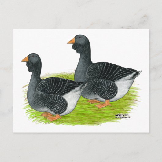 Toulouse Dewlap Geese Briefkaart (Voorkant)