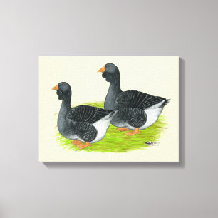 Toulouse Dewlap Geese Canvas Afdruk