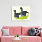 Toulouse Dewlap Geese Canvas Afdruk (Insitu (Woonkamer))