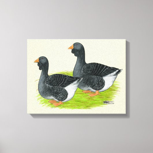 Toulouse Dewlap Geese Canvas Afdruk (Voorkant)