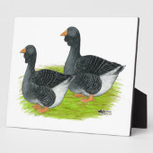 Toulouse Dewlap Geese Fotoplaat (Zijkant)