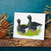 Toulouse Dewlap Geese Fotoplaat (Zijkant)