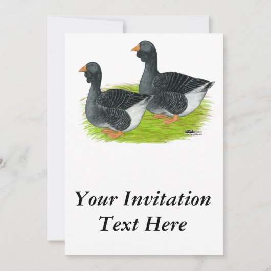 Toulouse Dewlap Geese Kaart (Voorkant)