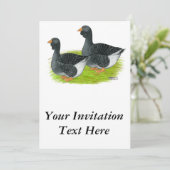 Toulouse Dewlap Geese Kaart (Staand voorkant)
