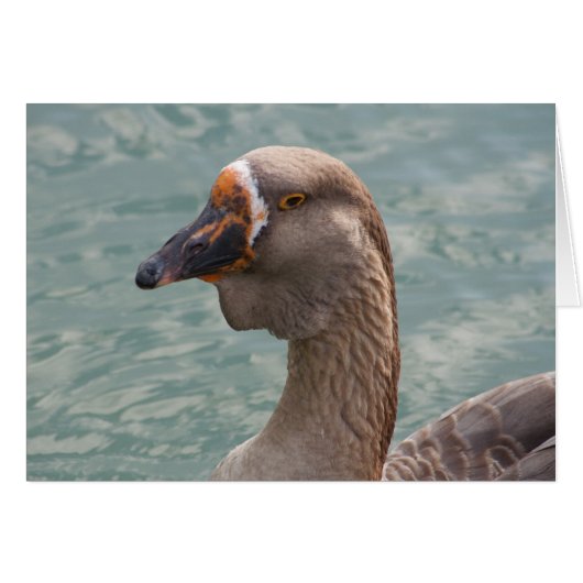 Toulouse Goose (Voorkant Horizontaal)