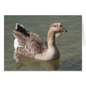 Toulouse Goose (Voorkant Horizontaal)