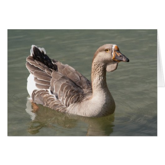 Toulouse Goose (Voorkant Horizontaal)
