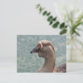 Toulouse Goose Briefkaart (Staand voorkant)