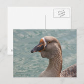 Toulouse Goose Briefkaart (Voorkant / Achterkant)