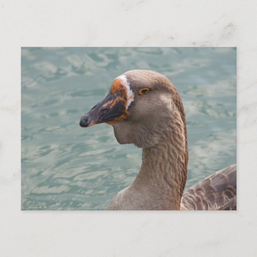 Toulouse Goose Briefkaart (Voorkant)